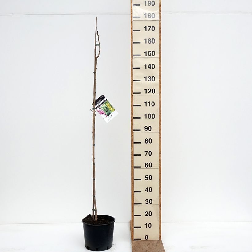 Koelreuteria paniculata - Jabonero de la China Maceta 7,5L/10L Ejemplar entregado en invierno