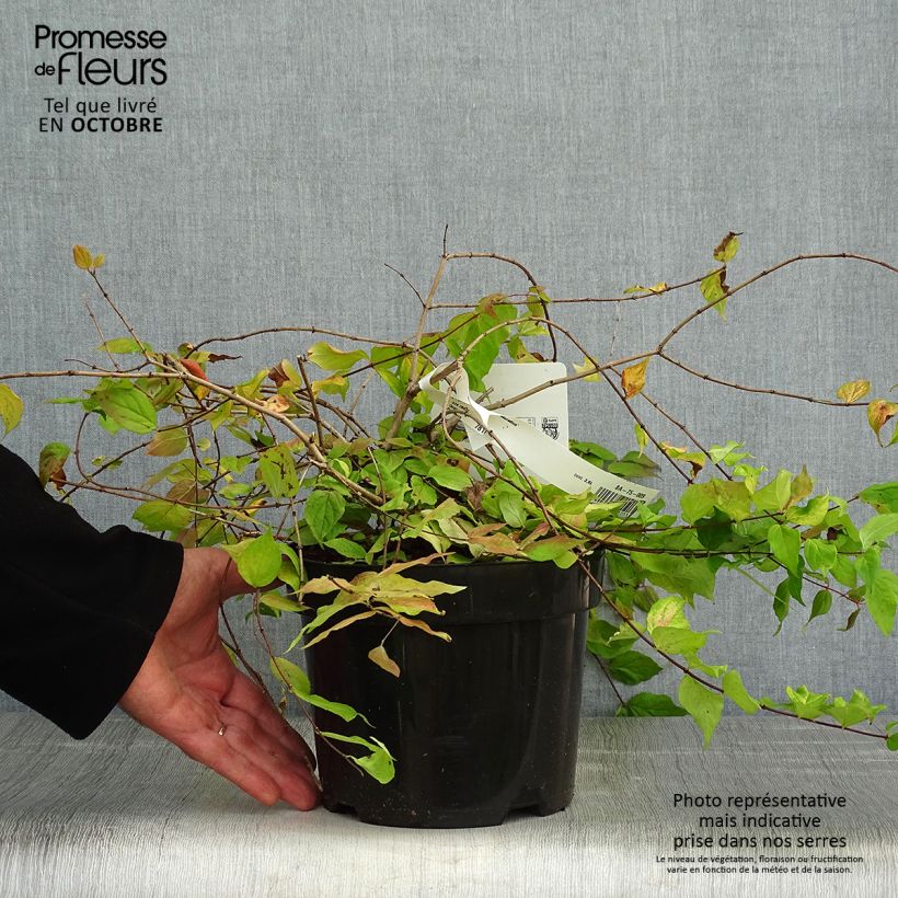Ejemplar de Kolkwitzia amabilis Maradco - Arbusto de la belleza Maceta 3L/4L entregado en otoño