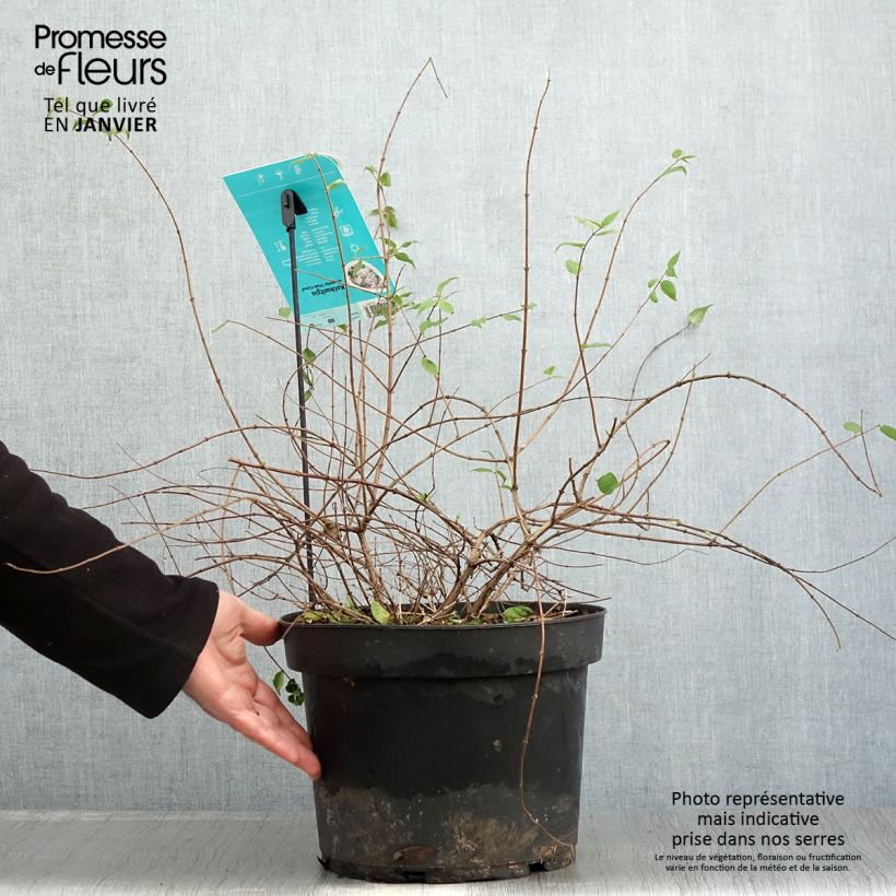 Kolkwitzia amabilis Pink Cloud - Arbusto de la belleza Maceta 6L/7L Ejemplar entregado en invierno