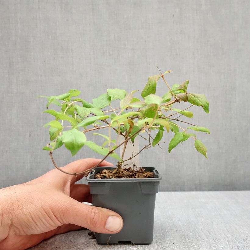 Kolkwitzia amabilis Pink Cloud - Arbusto de la belleza Maceta de 8/9 cm Ejemplar entregado en la primavera