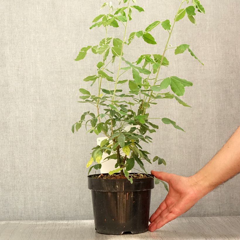 Ejemplar de Laburnum anagyroides Maceta 2L/3L entregado en verano