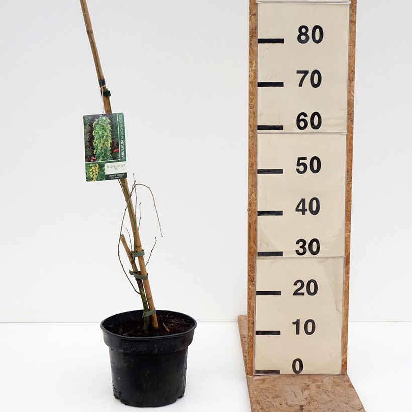 Laburnum anagyroides Yellow Rocket® Maceta 4L/5L Ejemplar entregado en invierno