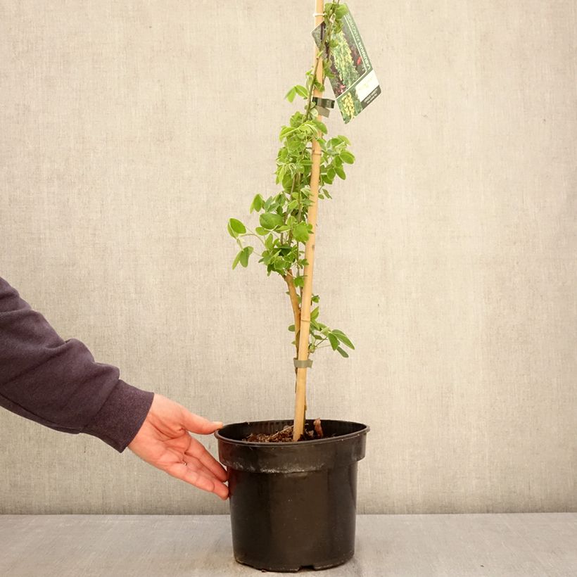 Laburnum anagyroides Yellow Rocket® Maceta 4L/5L Ejemplar entregado en la primavera
