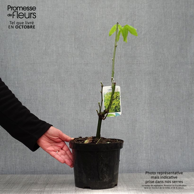 Ejemplar de Laburnum watereri Vossii Maceta 3L/4L entregado en otoño