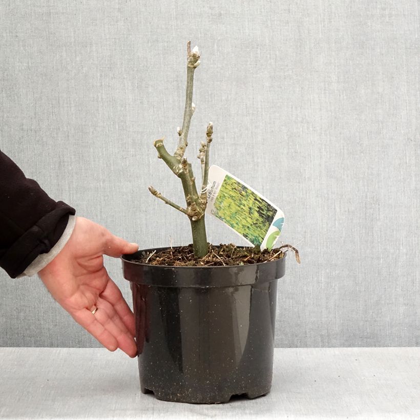 Laburnum watereri Vossii Maceta 3L/4L Ejemplar entregado en la primavera