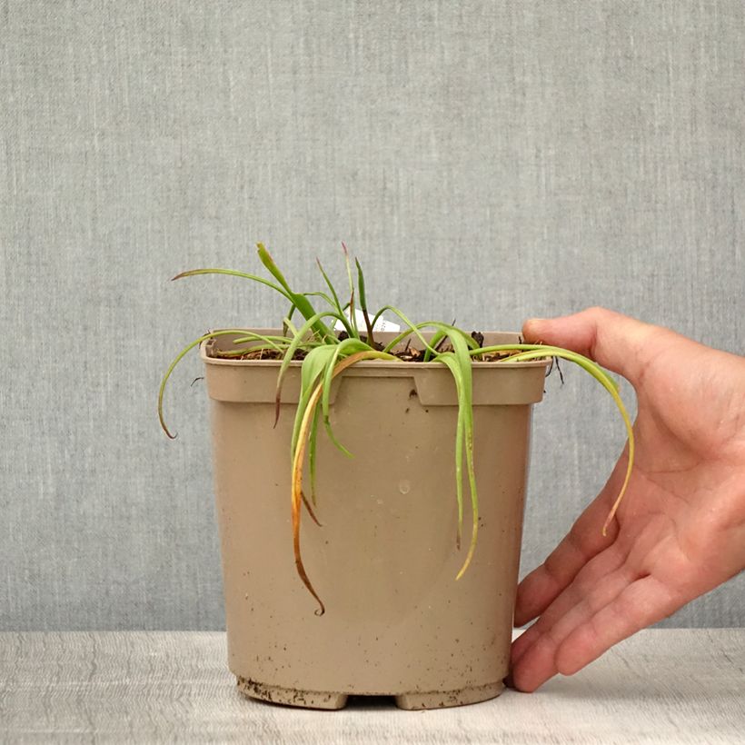 Ejemplar de Lachenalia African Beauty Namakwa Maceta 2L/3L entregado en verano