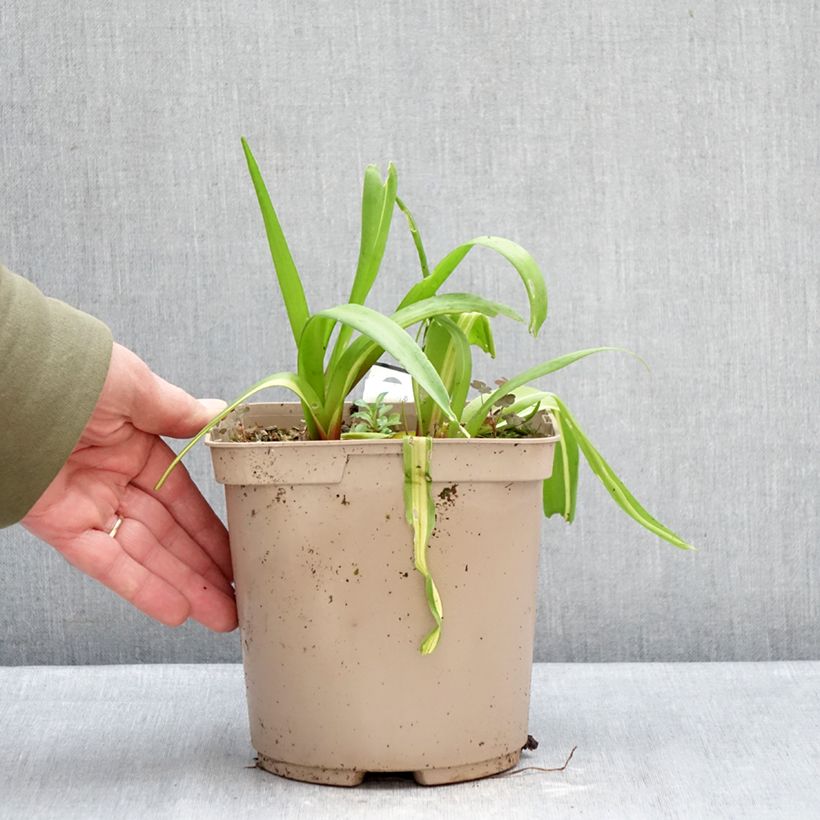 Lachenalia African Beauty Rosabeth Maceta 3L/4L Ejemplar entregado en invierno