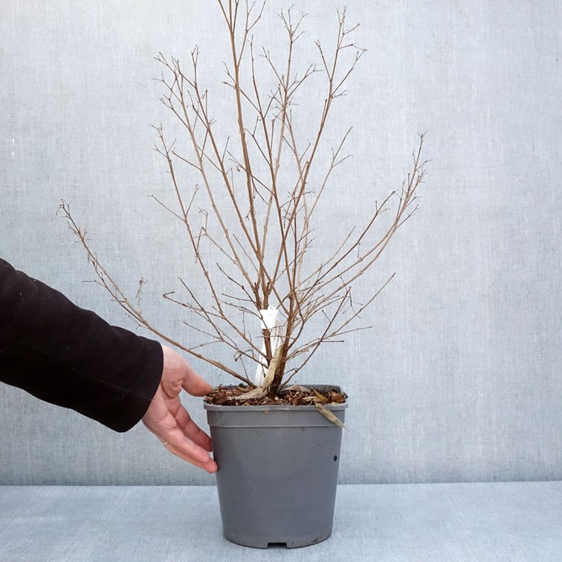 Árbol de Júpiter Camaïeu d'Ete - Lagerstroemia indica Maceta 4L/5L Ejemplar entregado en la primavera