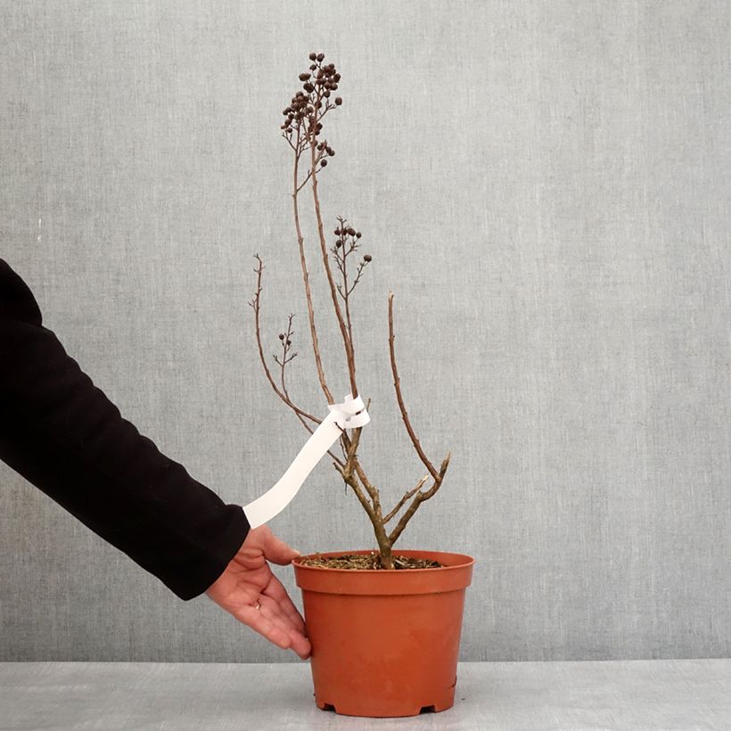 Lagerstroemia Enduring White - Lagerstroemia indica Maceta 3L/4L Ejemplar entregado en invierno