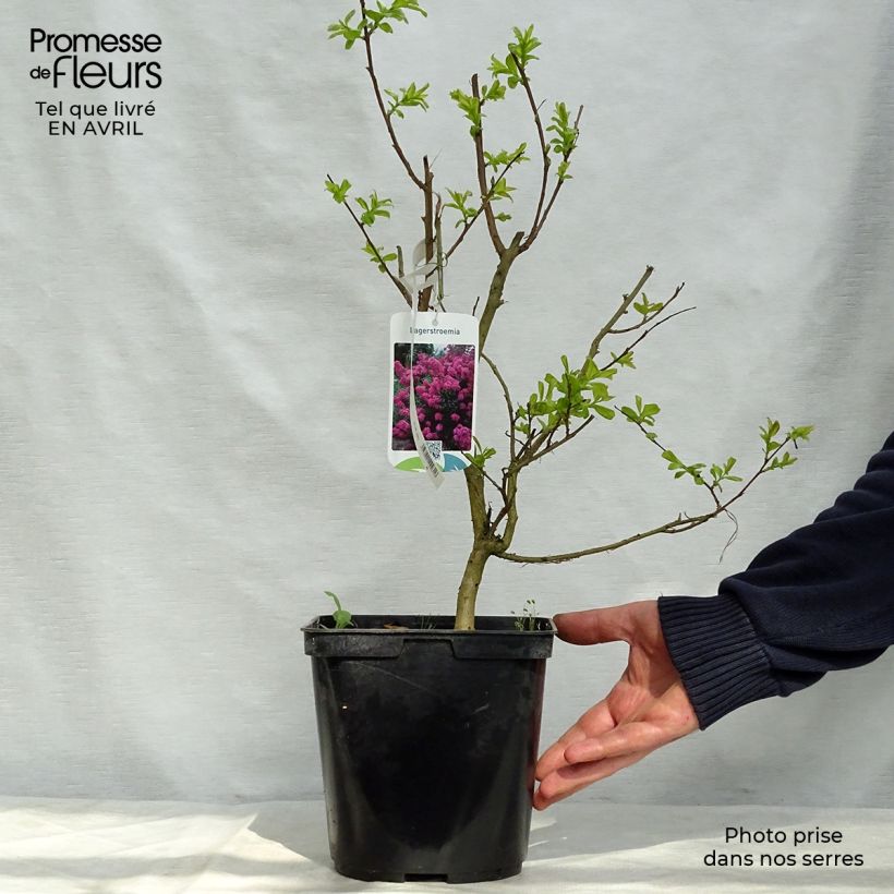 Árbol de Júpiter Violet d'Ete - Lagerstroemia indica Maceta 3L/4L Ejemplar entregado en la primavera