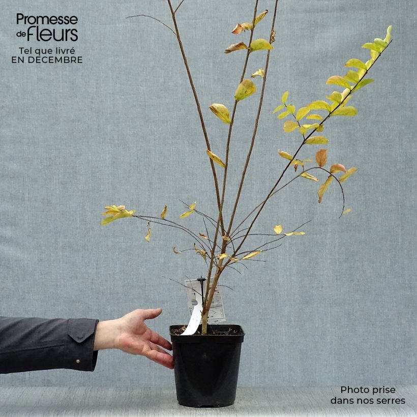 Árbol de Júpiter Violet d'Ete - Lagerstroemia indica Maceta 3L/4L Ejemplar entregado en invierno