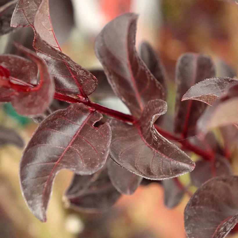 Árbol de Júpiter Black Solitaire Crimson Red - Lagerstroemia indica (Follaje)