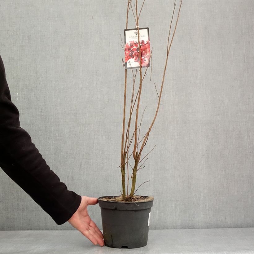 Árbol de Júpiter Black Solitaire Crimson Red - Lagerstroemia indica Maceta 3L/4L Ejemplar entregado en invierno