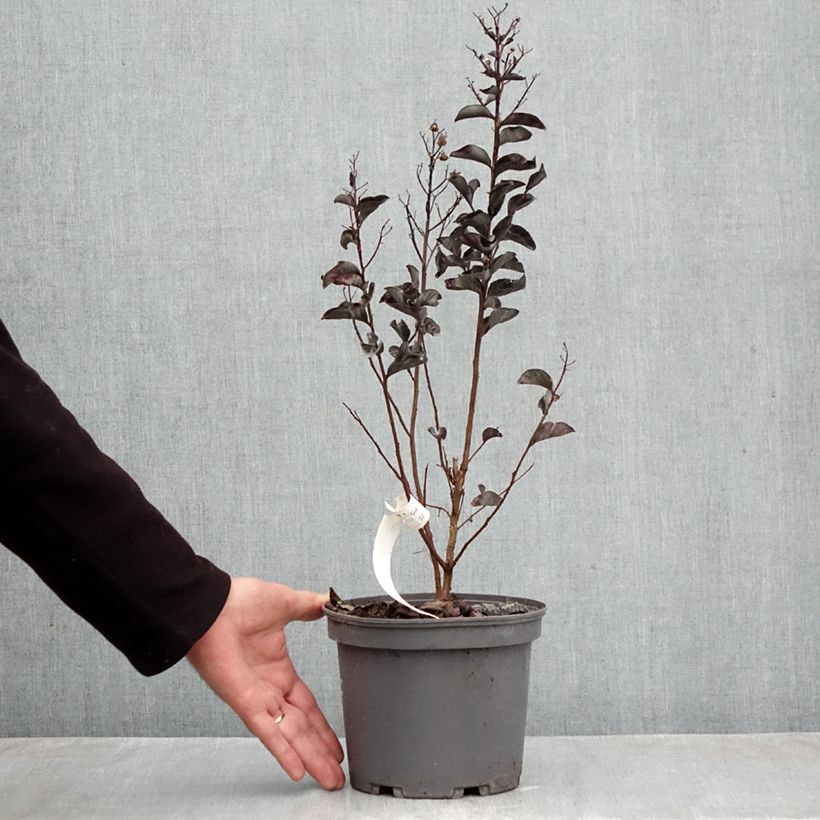 Ejemplar de Árbol de Júpiter Black Solitaire Pure White - Lagerstroemia indica Maceta 3L/4L entregado en otoño