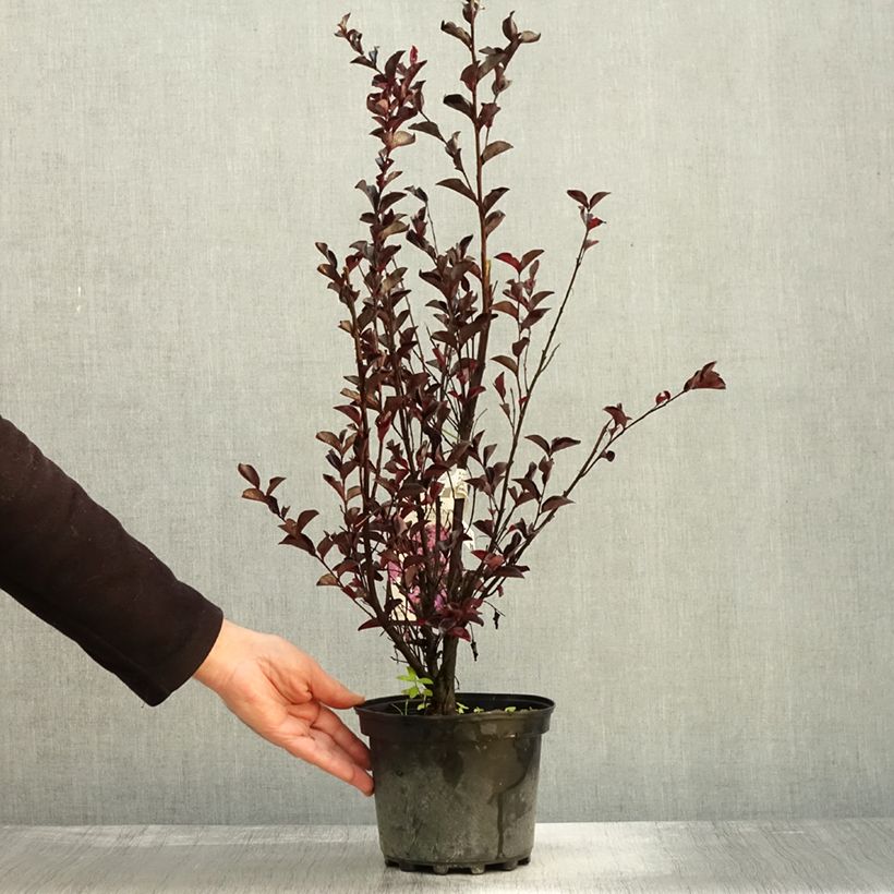 Ejemplar de Árbol de Júpiter Black Solitaire Purely Purple - Lagerstroemia indica Maceta 3L/4L entregado en otoño