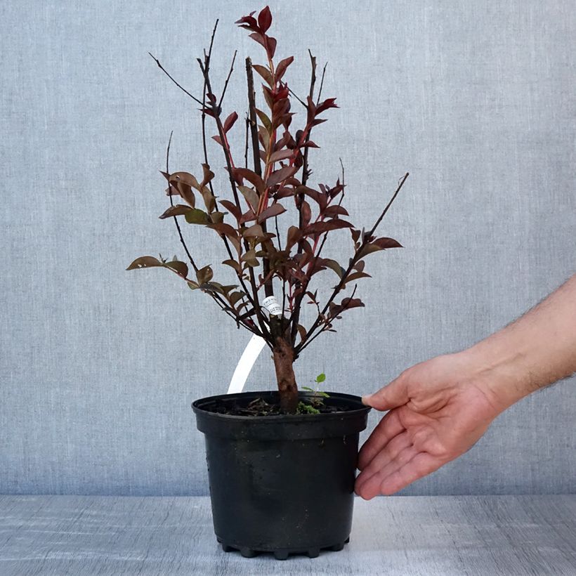 Ejemplar de Árbol de Júpiter Black Solitaire Purely Purple - Lagerstroemia indica Maceta 3L/4L, Formación arbustiva entregado en verano
