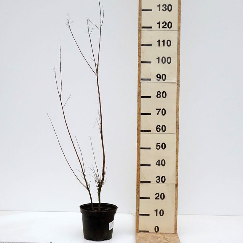 Árbol de Júpiter Black Solitaire Red Hot - Lagerstroemia indica Maceta 4L/5L Ejemplar entregado en la primavera