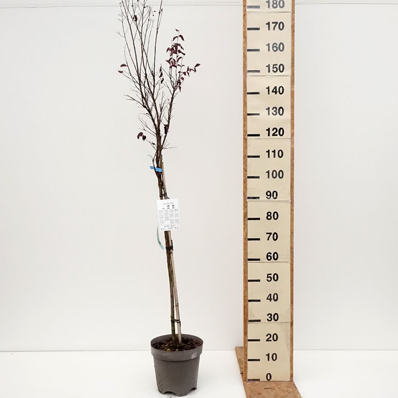 Ejemplar de Árbol de Júpiter Black Solitaire Shell Pink - Lagerstroemia indica Maceta 7,5L/10L, Medio tallo entregado en otoño