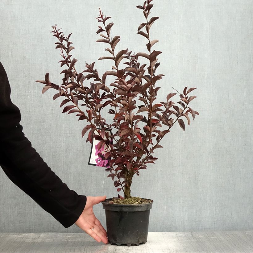 Ejemplar de Árbol de Júpiter Black Solitaire Shell Pink - Lagerstroemia indica Maceta 3L/4L entregado en otoño