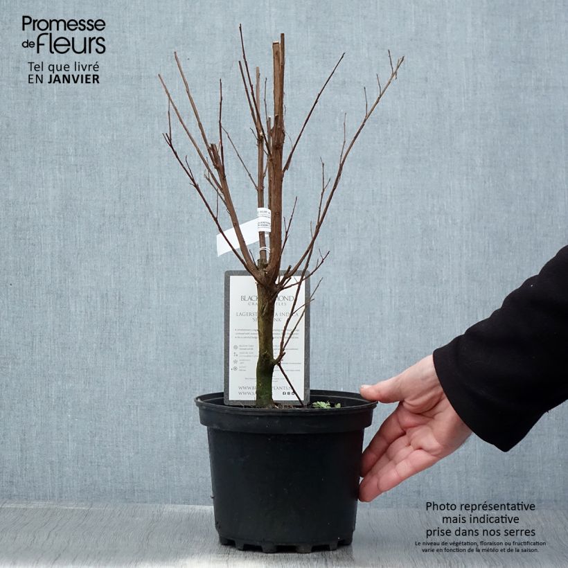 Árbol de Júpiter Black Solitaire Shell Pink - Lagerstroemia indica Maceta 3L/4L Ejemplar entregado en invierno