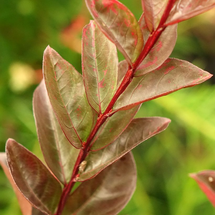 Árbol de Júpiter Black Solitaire Blush - Lagerstroemia indica (Follaje)