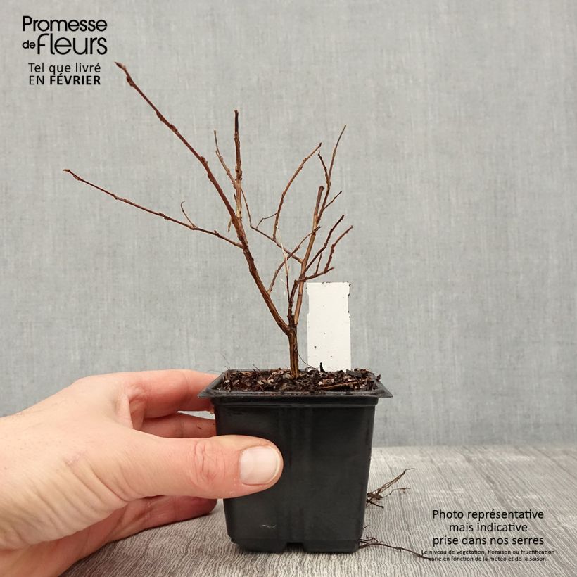 Árbol de Júpiter Cherry - Lagerstroemia indica Maceta de 8/9 cm Ejemplar entregado en invierno