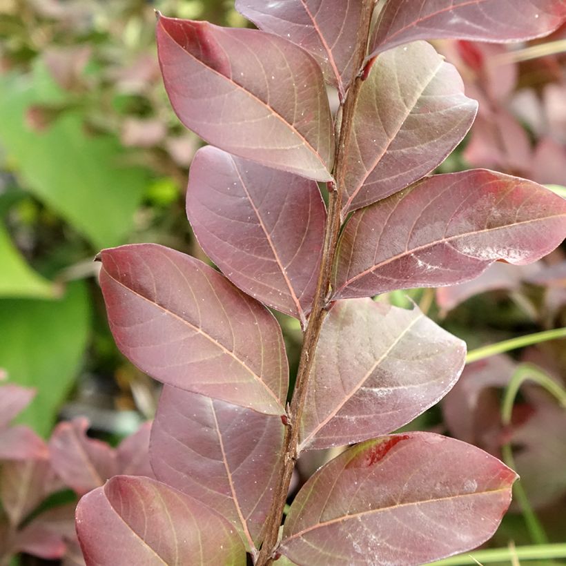 Árbol de Júpiter Coral Magic - Lagerstroemia indica (Follaje)