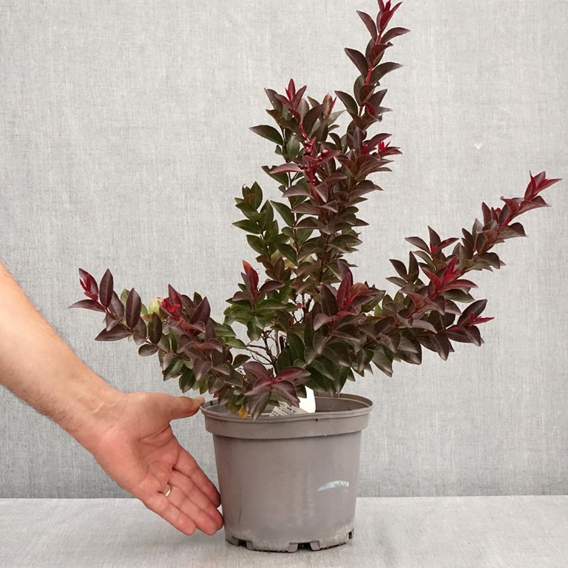Ejemplar de Árbol de Júpiter Play It Again Double Feature - Lagerstroemia indica Maceta 2L/3L entregado en verano