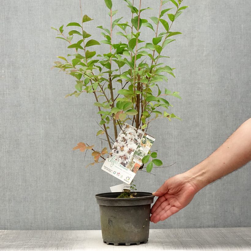 Ejemplar de Árbol de Júpiter Kimono - Lagerstroemia indica Maceta 3L/4L entregado en verano