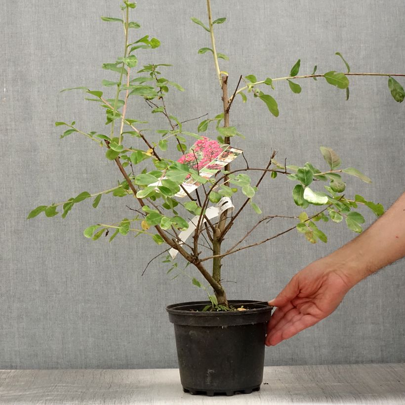 Ejemplar de Árbol de Júpiter La Mousson - Lagerstroemia indica Maceta 3L/4L entregado en verano