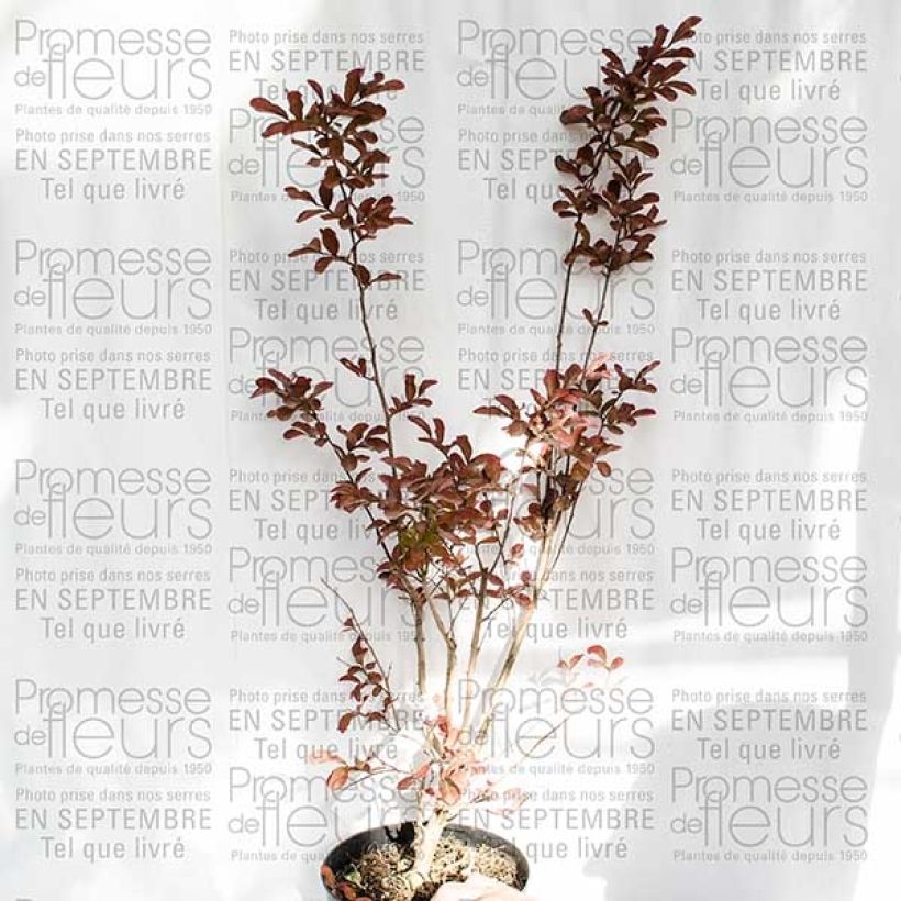 Ejemplo de ejemplar de Árbol de Júpiter Mauve - Lagerstroemia indica Maceta 2L/3L tal y como se entrega