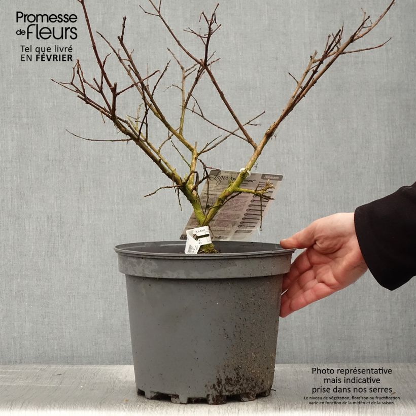 Árbol de Júpiter Pecharmant - Lagerstroemia indica Maceta 7,5L/10L Ejemplar entregado en invierno