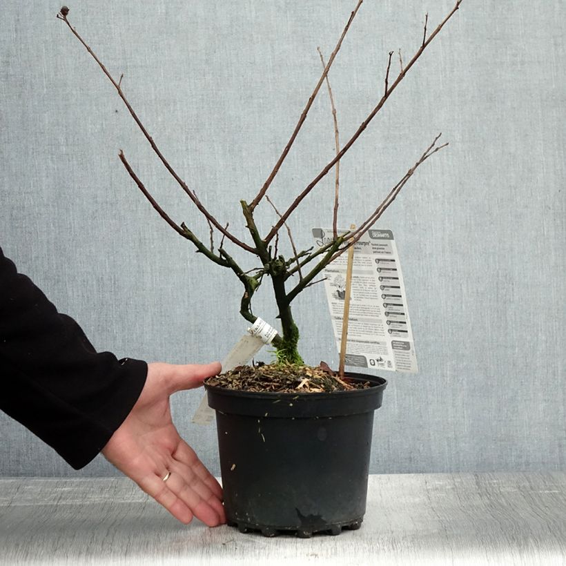 Ejemplar de Árbol de Júpiter Périgord Pourpre - Lagerstroemia indica Maceta 3L/4L entregado en otoño