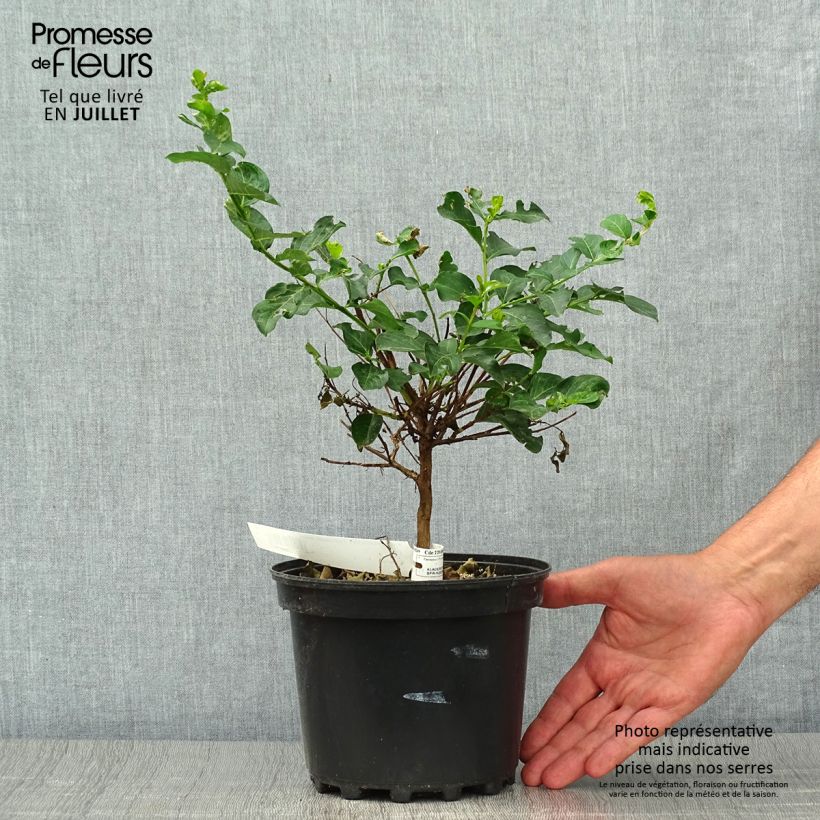 Ejemplar de Árbol de Júpiter Petite Canaille mauve - Lagerstroemia indica Maceta 3L/4L entregado en verano