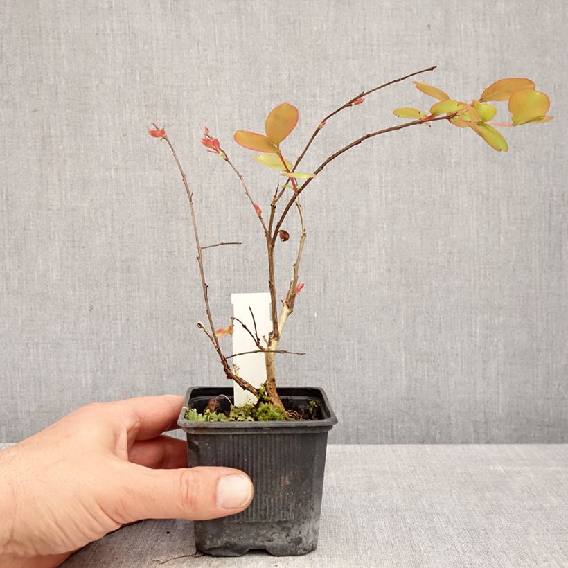 Árbol de Júpiter Petite Snow - Lagerstroemia indica Maceta de 8/9 cm Ejemplar entregado en la primavera