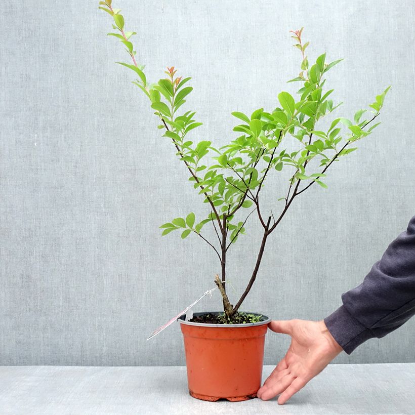 Árbol de Júpiter Pink Grand Sud - Lagerstroemia indica Maceta 3L/4L Ejemplar entregado en la primavera