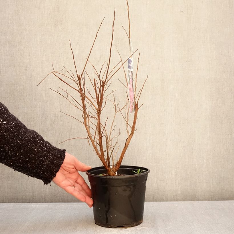 Árbol de Júpiter Pink Grand Sud - Lagerstroemia indica Maceta 3L/4L, Formación arbustiva Ejemplar entregado en invierno