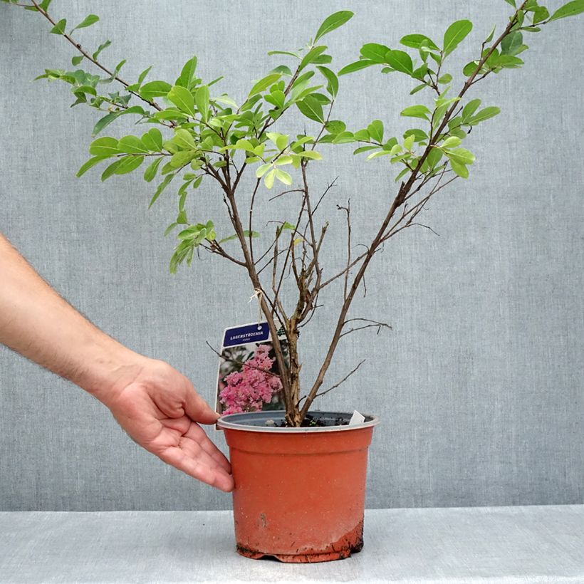 Ejemplar de Árbol de Júpiter Pink Grand Sud - Lagerstroemia indica Maceta 3L/4L, Formación arbustiva entregado en verano