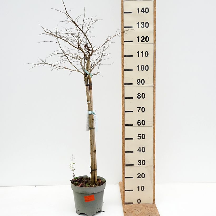 Ejemplar de Árbol de Júpiter Pixie White - Lagerstroemia indica Maceta 7,5L/10L, Medio tallo entregado en otoño