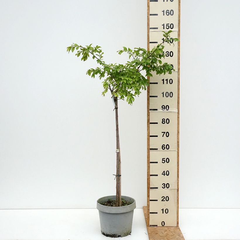 Ejemplar de Árbol de Júpiter Pixie White - Lagerstroemia indica Maceta 7,5L/10L, Medio tallo entregado en verano