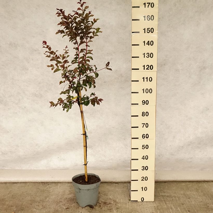 Ejemplar de Árbol de Júpiter Rhapsody in PINK - Lagerstroemia indica Maceta 7,5L/10L, Tallo entregado en verano