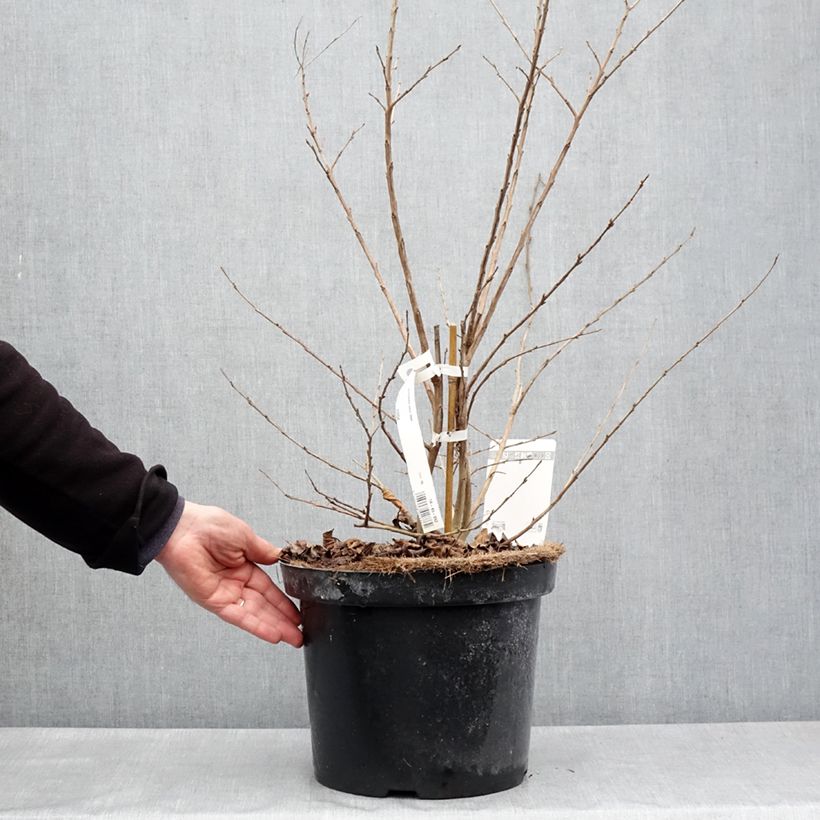 Árbol de Júpiter Summer Charm Hopi - Lagerstroemia indica Maceta 7,5L/10L Ejemplar entregado en la primavera