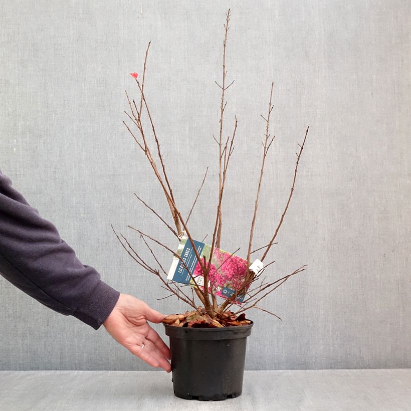 Ejemplar de Árbol de Júpiter Summer Charm Tonto - Lagerstroemia indica Maceta 3L/4L entregado en otoño