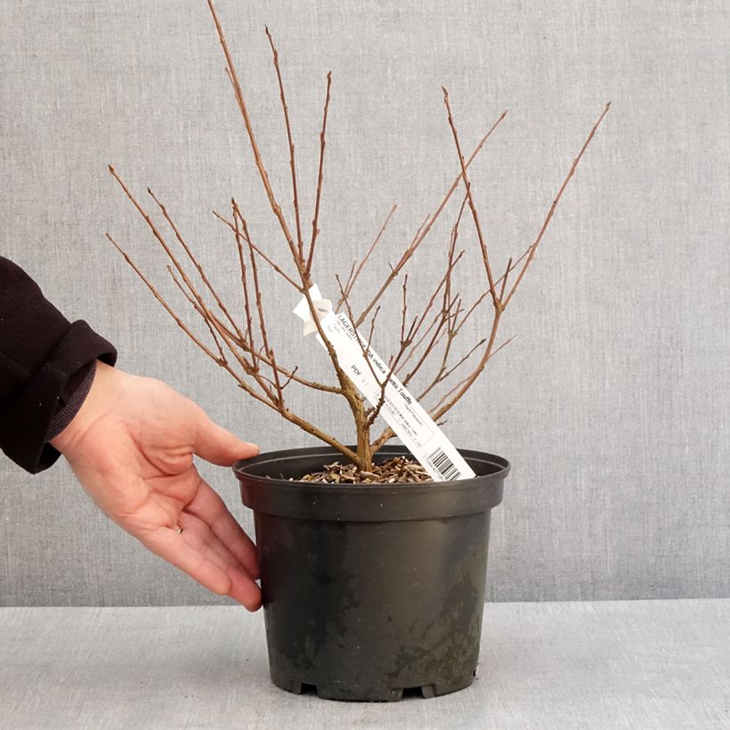 Árbol de Júpiter Summer Charm Tonto - Lagerstroemia indica Maceta 3L/4L Ejemplar entregado en invierno