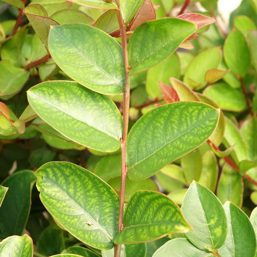 Árbol de Júpiter Terrasse Rose - Lagerstroemia indica (Follaje)