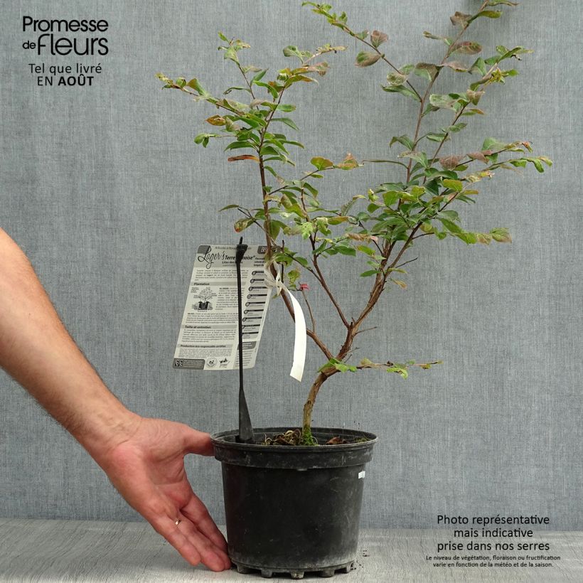 Ejemplar de Árbol de Júpiter Terre Chinoise - Lagerstroemia indica Maceta 3L/4L entregado en verano