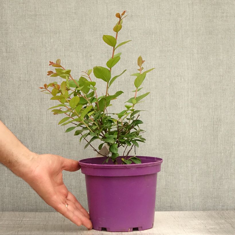 Ejemplar de Árbol de Júpiter Violet d'Ete - Lagerstroemia indica Maceta 3L/4L entregado en verano