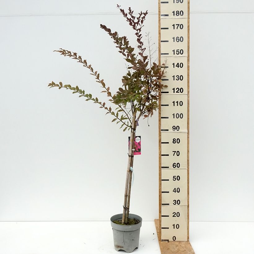 Ejemplar de Árbol de Júpiter With Love Kiss - Lagerstroemia indica Maceta 7,5L/10L entregado en verano