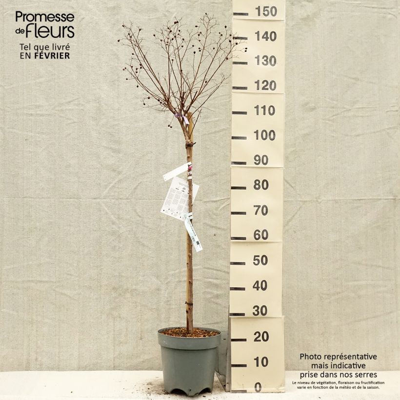 Árbol de Júpiter With Love Kiss - Lagerstroemia indica Maceta 7,5L/10L Ejemplar entregado en invierno