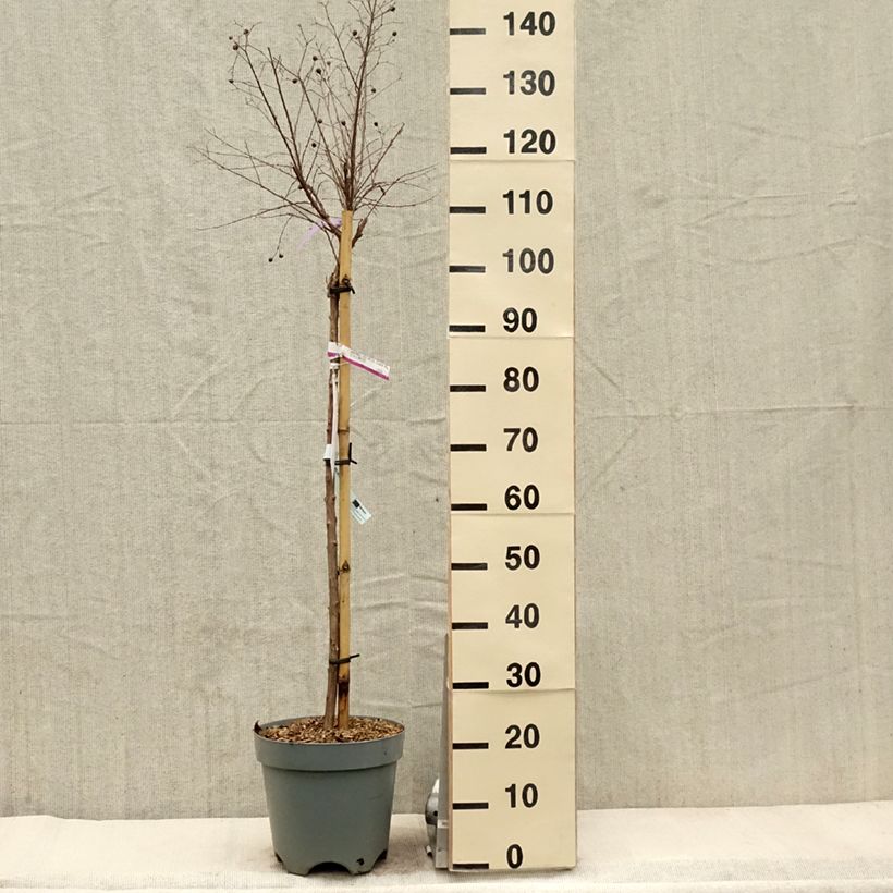 Árbol de Júpiter With Love Kiss - Lagerstroemia indica Maceta 7,5L/10L Ejemplar entregado en la primavera